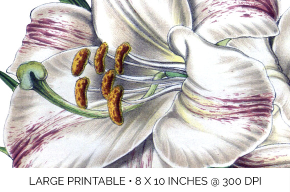 Lily White Flowers Lilies in Illustrations - product preview 4