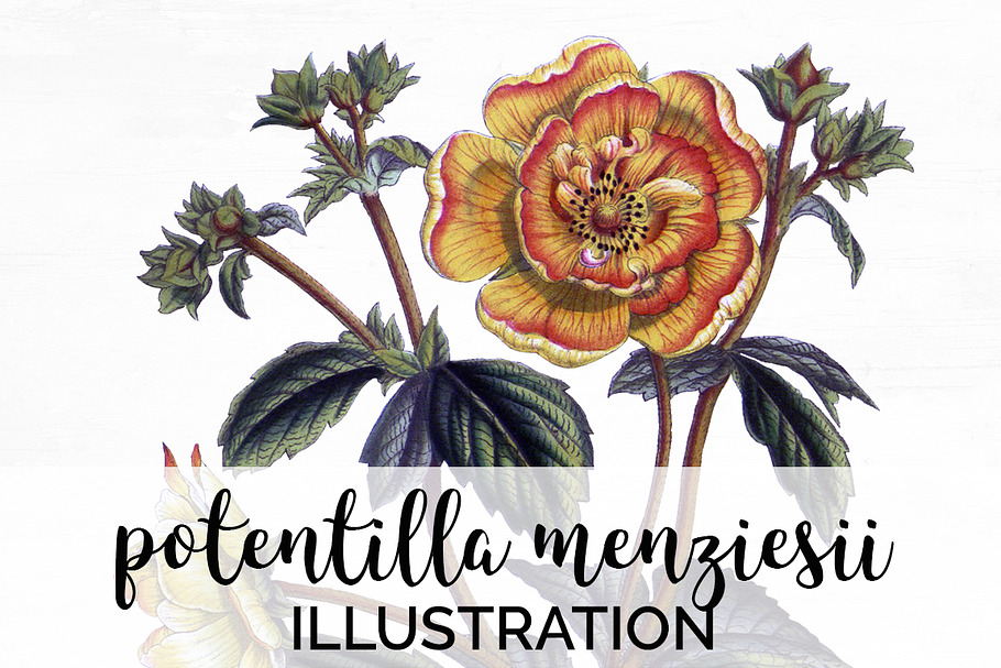 potentilla menziesii vintage flower in Illustrations - product preview 8