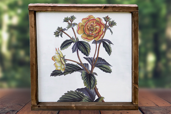 potentilla menziesii vintage flower in Illustrations - product preview 1