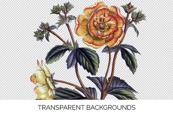potentilla menziesii vintage flower in Illustrations - product preview 2