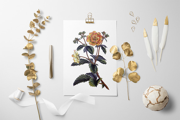 potentilla menziesii vintage flower in Illustrations - product preview 3