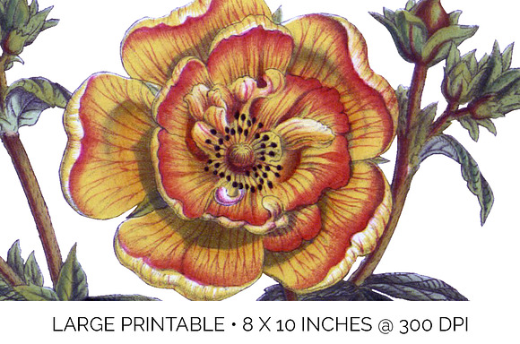 potentilla menziesii vintage flower in Illustrations - product preview 4
