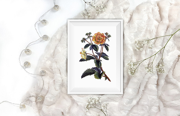 potentilla menziesii vintage flower in Illustrations - product preview 5