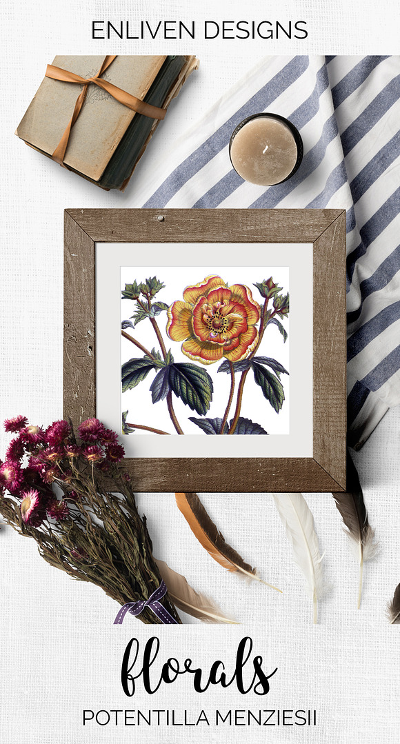 potentilla menziesii vintage flower in Illustrations - product preview 7