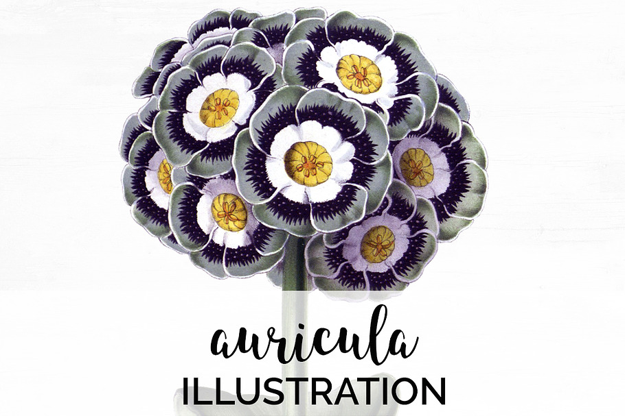 auricula vintage flower in Illustrations - product preview 8