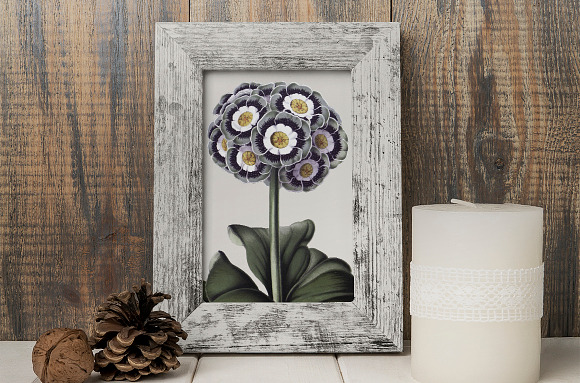 auricula vintage flower in Illustrations - product preview 1