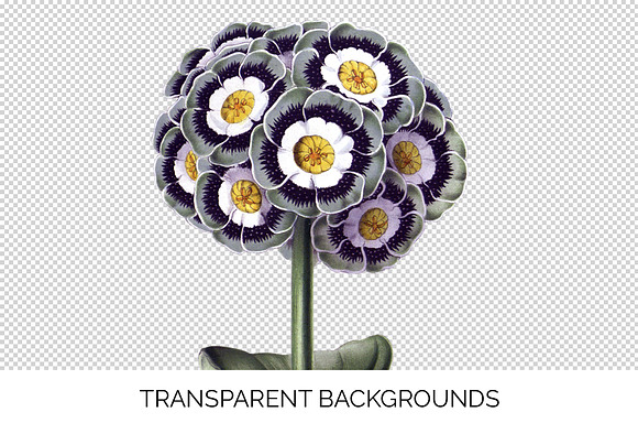 auricula vintage flower in Illustrations - product preview 2
