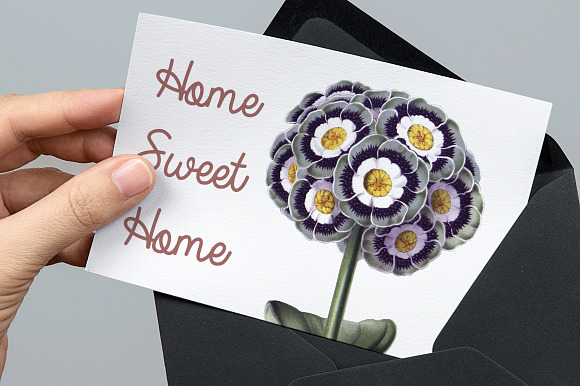 auricula vintage flower in Illustrations - product preview 3
