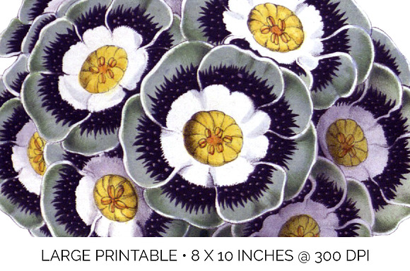 auricula vintage flower in Illustrations - product preview 4