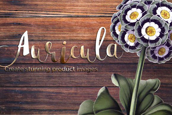 auricula vintage flower in Illustrations - product preview 5