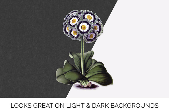 auricula vintage flower in Illustrations - product preview 6