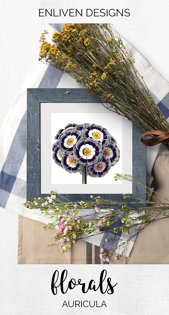 auricula vintage flower in Illustrations - product preview 7