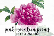 Peony Clipart Pink Flowers