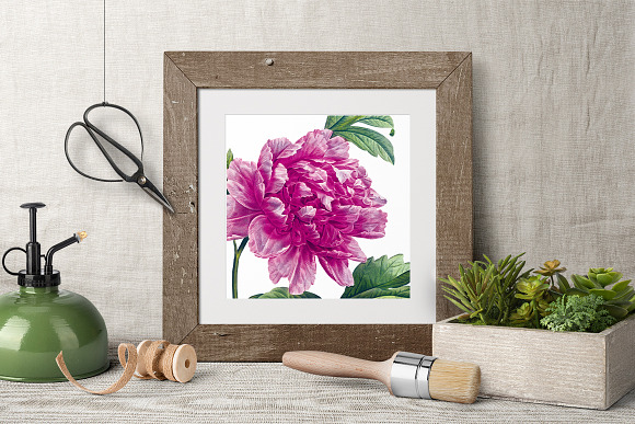 Peony Clipart Pink Flowers in Illustrations - product preview 5