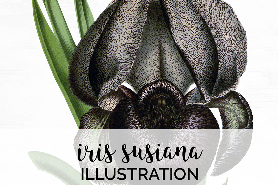 Iris Clipart Flower in Illustrations - product preview 8