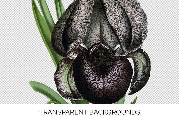 Iris Clipart Flower in Illustrations - product preview 2