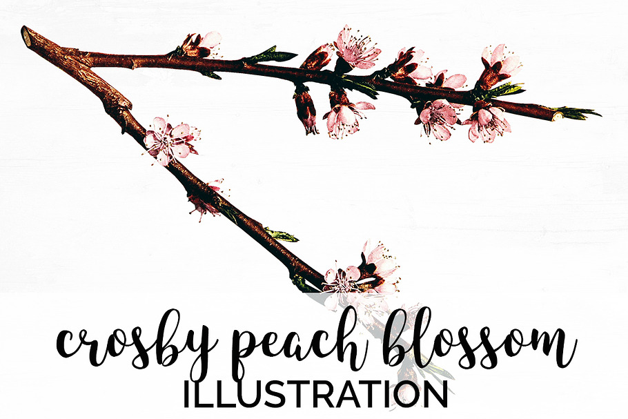 crosby peach blossom vintage flower in Illustrations - product preview 8