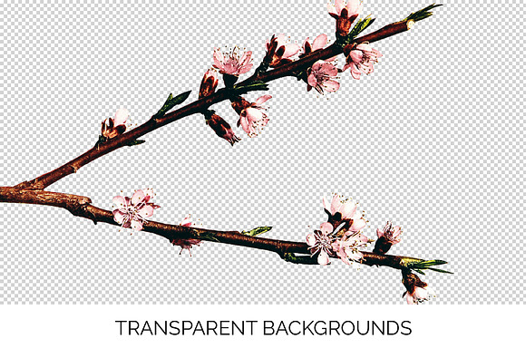 crosby peach blossom vintage flower in Illustrations - product preview 2