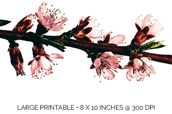 crosby peach blossom vintage flower in Illustrations - product preview 4