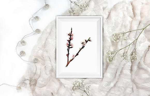crosby peach blossom vintage flower in Illustrations - product preview 5