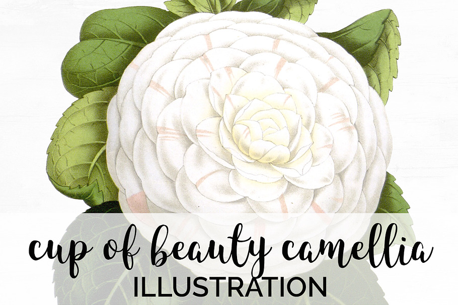 cup of beauty camellia vintage in Illustrations - product preview 8