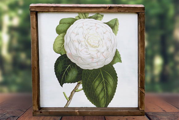 cup of beauty camellia vintage in Illustrations - product preview 1