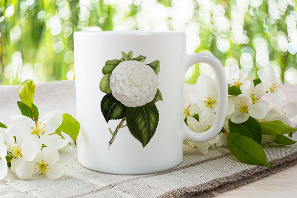 cup of beauty camellia vintage in Illustrations - product preview 3