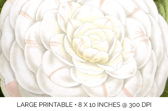 cup of beauty camellia vintage in Illustrations - product preview 4