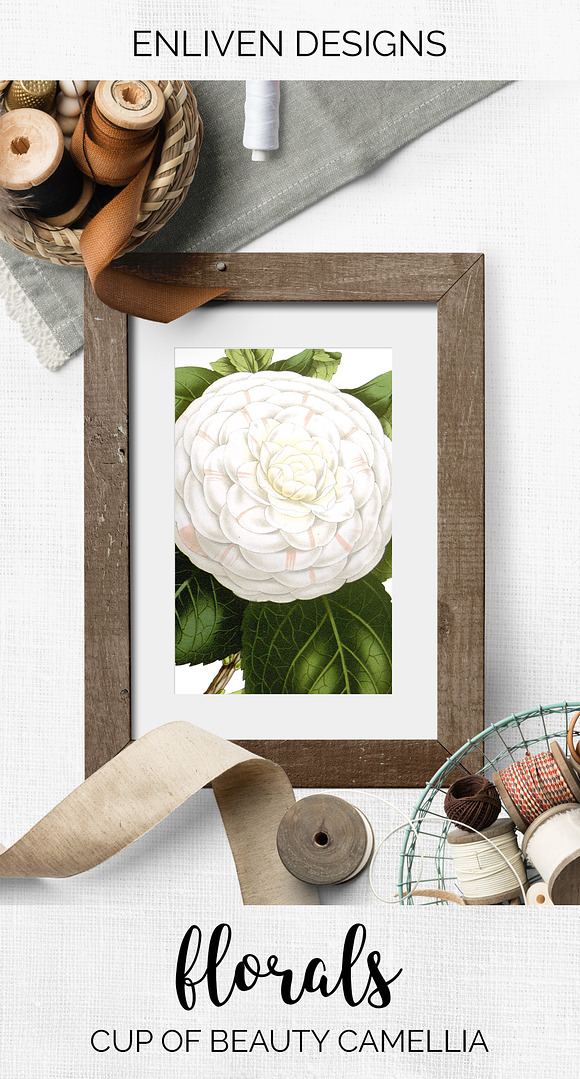 cup of beauty camellia vintage in Illustrations - product preview 7