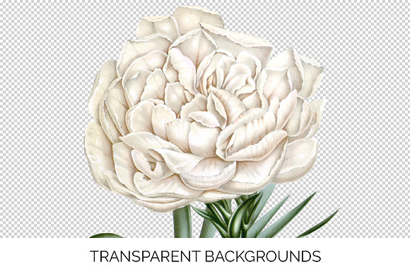 Carnation Clipart Flower in Illustrations - product preview 2