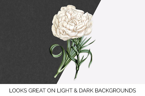 Carnation Clipart Flower in Illustrations - product preview 6