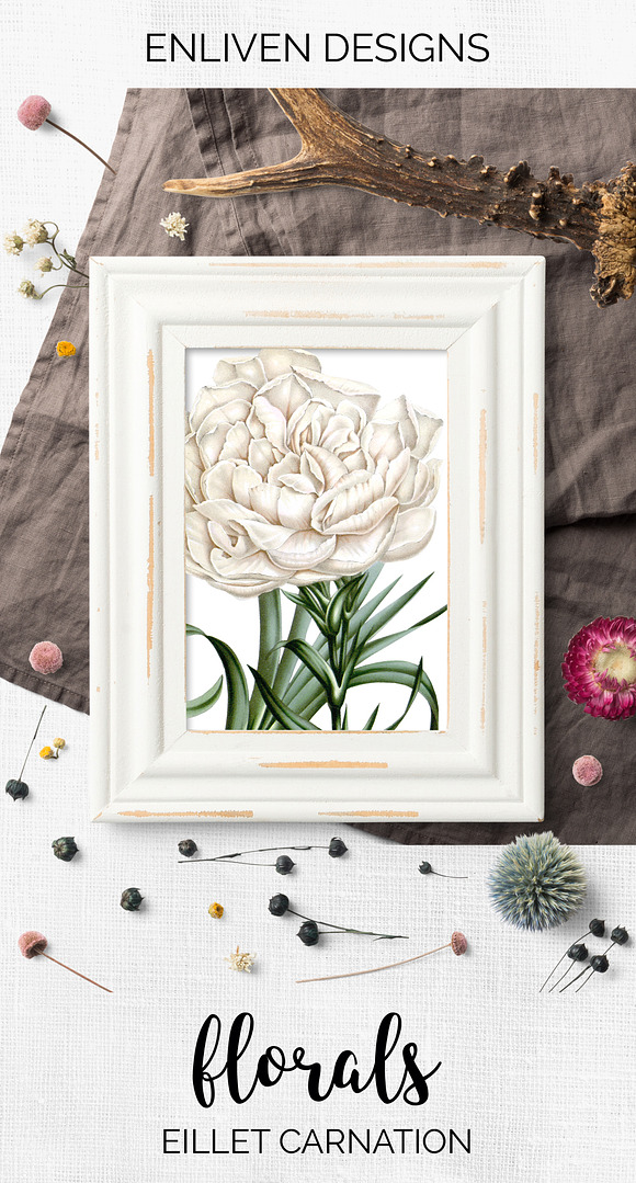 Carnation Clipart Flower in Illustrations - product preview 7