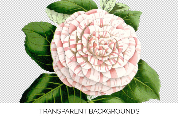 Camellia Pink Flowers in Illustrations - product preview 2