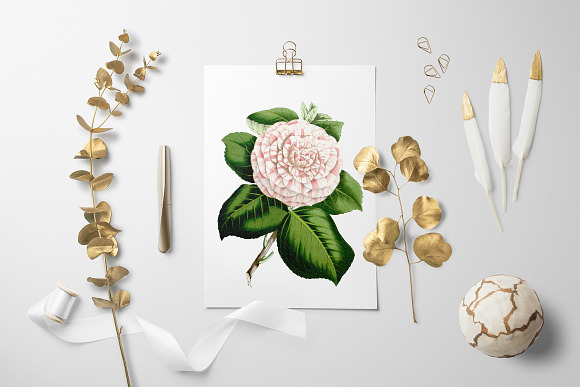 Camellia Pink Flowers in Illustrations - product preview 5