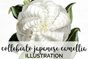white collebeato japanese camellia