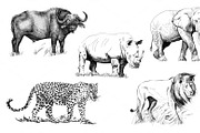 Big african five animal. Hand drawn 
