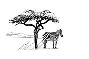 Zebra near a tree in africa. Hand dr