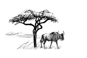 Wildebeest near a tree in africa. Ha