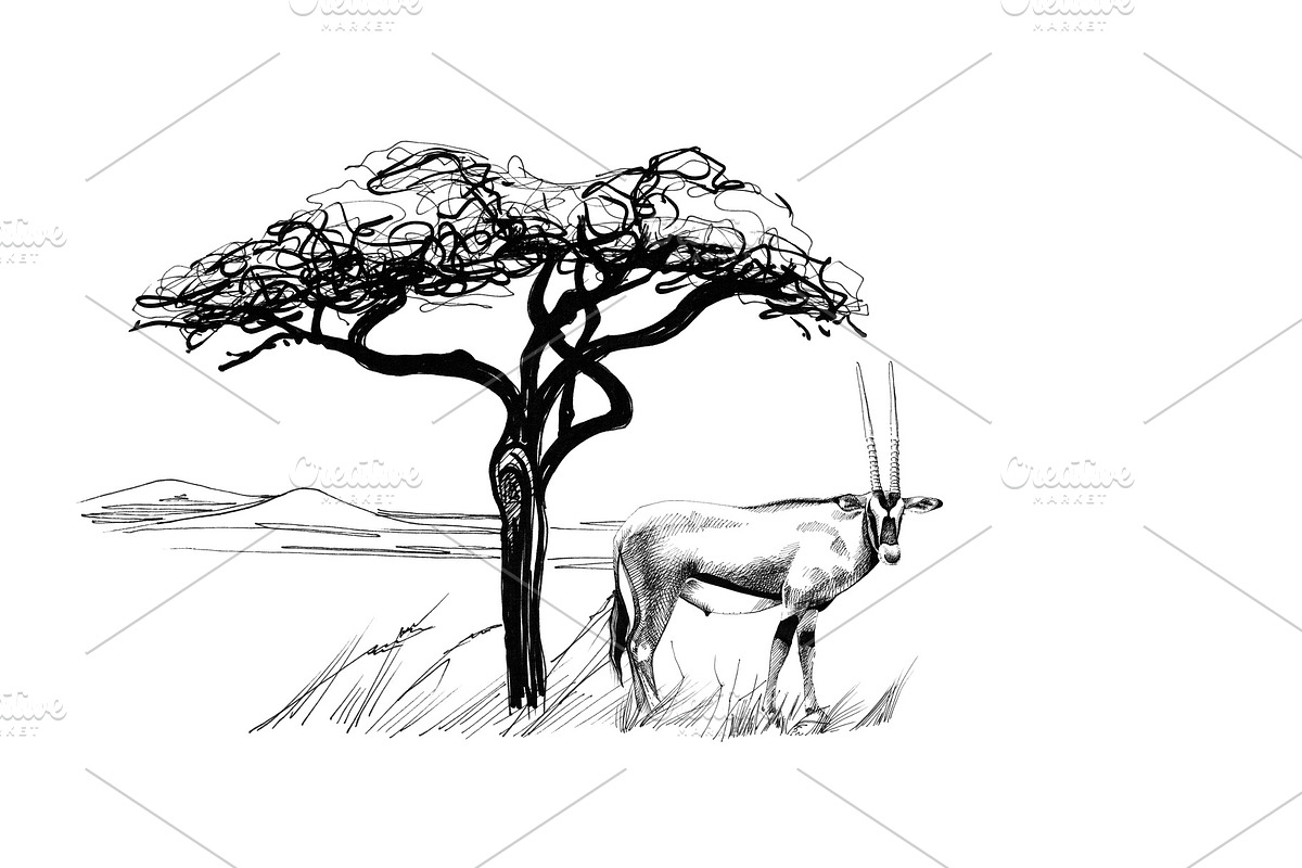 Gemsbok antelope (Oryx gazella) near in Illustrations - product preview 8