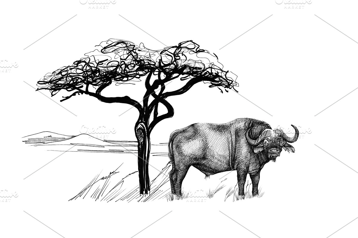 Buffalo near a tree in africa. Hand  in Illustrations - product preview 8