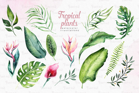 Tropical Flamingo collection in Illustrations - product preview 3