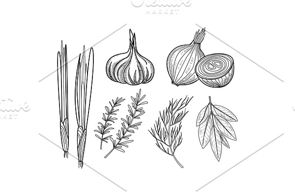 Vector set of culinary herbs and