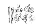 Vector set of culinary herbs and