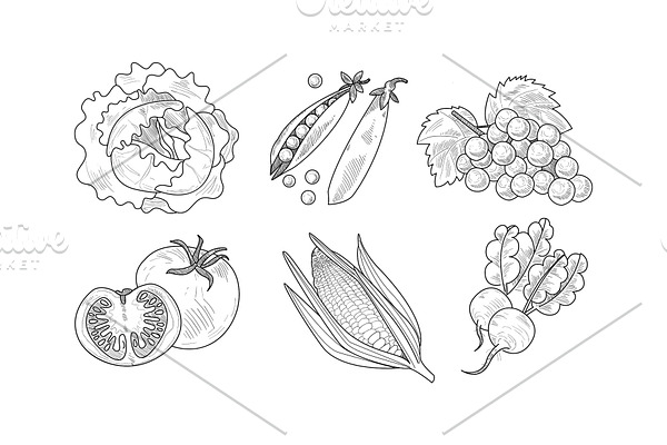 Vector set of fresh vegetables and