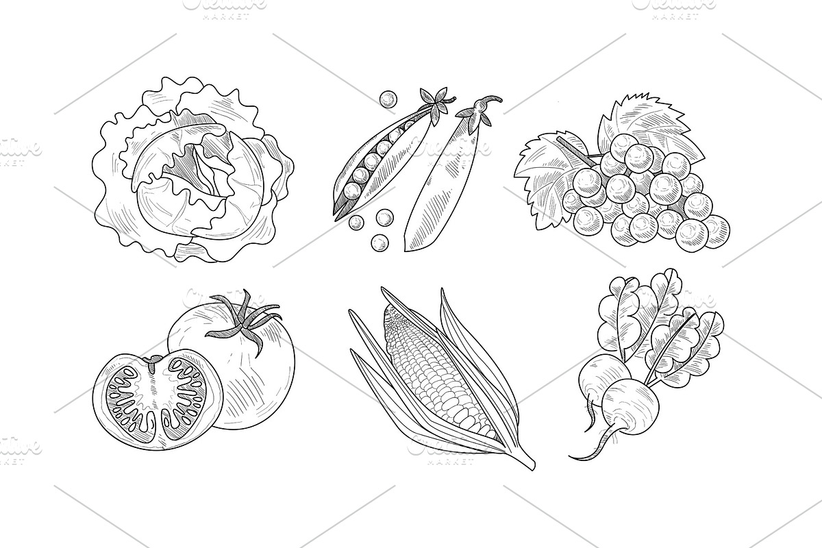 Vector set of fresh vegetables and in Illustrations - product preview 8