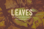07 leaves photos | HQ V1