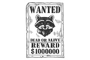 Poster with raccoon engraving vector