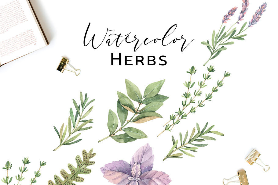 Watercolor herbs | Sage, Fern, Basil in Illustrations - product preview 8