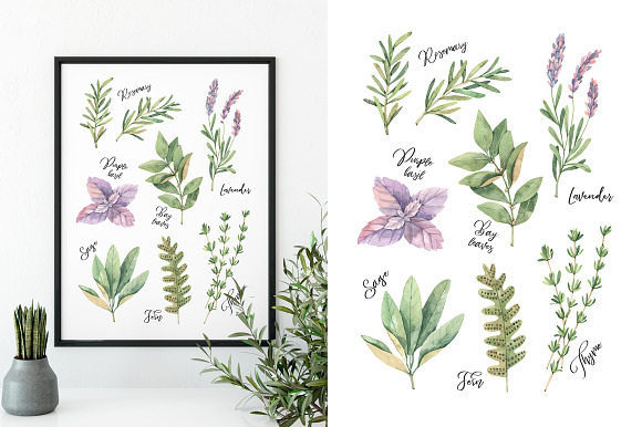 Watercolor herbs | Sage, Fern, Basil in Illustrations - product preview 1