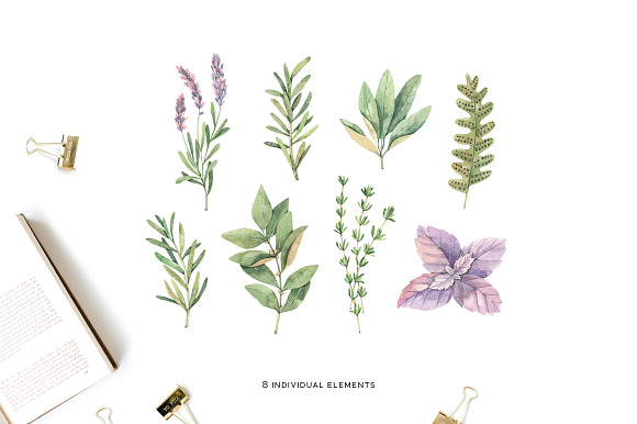 Watercolor herbs | Sage, Fern, Basil in Illustrations - product preview 2